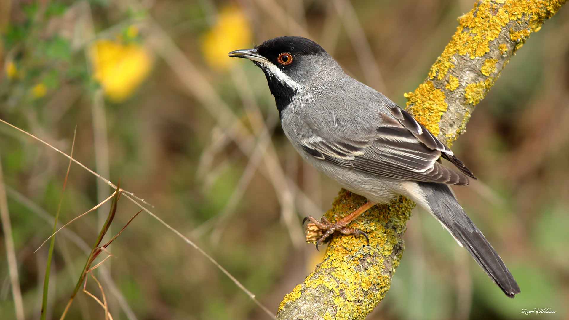 Rüppell's Warbler
